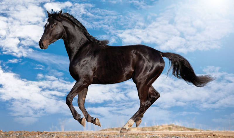 Pferd Xanthos