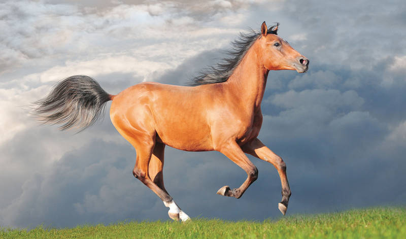 Pferd Balios